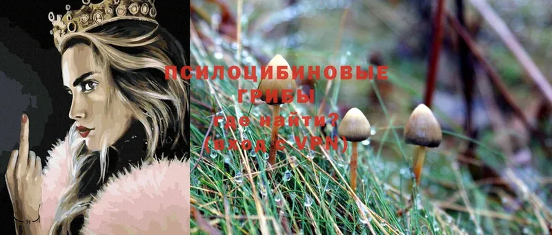 купить закладку  Бакал  Псилоцибиновые грибы MAGIC MUSHROOMS 